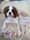 Cavalier_LadyRoseMacClare