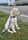 Yellow_lab_marley