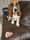 lucky_bassethound
