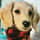 Giada_the_doxie