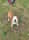 Billy.the_dog11