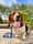 elmer_the_basset