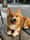 the_corgi_elizabeth