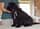 Little.bear.elske