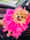 Chanelhoneybear