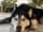 darko_the_husky