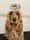 willow_thegoldenshowcocker