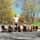 saratogadogwalkers