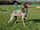 polly_the_gsp