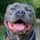Bruce_the_blue_bear