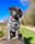 albie_the_scruffy_pup