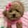 goesby_squirrel.thetoypoodle