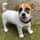 tag_thejackrussell