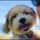 _puddin_the_lhasa_