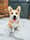 Hank_the_lamb_shank
