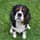 scooby_cavalier