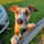 Dobby.the.house.lurcher