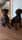 twocutedoggies5