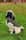 dexterbeartheshihpoo