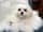 teacupmaltese_chanel
