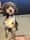 Dearpruedog
