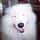 BuddyBearTheSamoyed