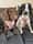 belleandlottiethespaniels