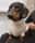 Loki.dach