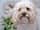 finn__cockapoo