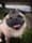 Moxxi the Pug