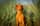 Bandit_thevizsla