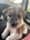 finnicktheshorkie