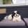 Max.the.puppy___