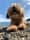 Floofy.cinder.havanese