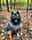 lucy_thekeeshond