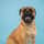 bullmastiff.bruno