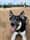 bongo_in_boston