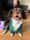 Charlieboythespaniel