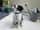 walkwithlaika