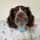 springerspanielbarney