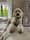 Oli.thedoodle