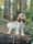 Bruno.a.cockerspaniel