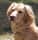 goldenmohawkpup
