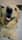 Bruno_theretriever2022