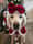 bonnie_the.golden.retriever