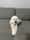 Muoithebichon