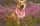 Rescuedogs_bella_charlie