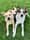 Canine Hooligans