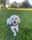 Littlezunidog