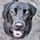 mishka_de_labrador